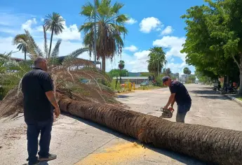 Cae palma e interrumpe circulación frente al Parque Sinaloa en Los Mochis