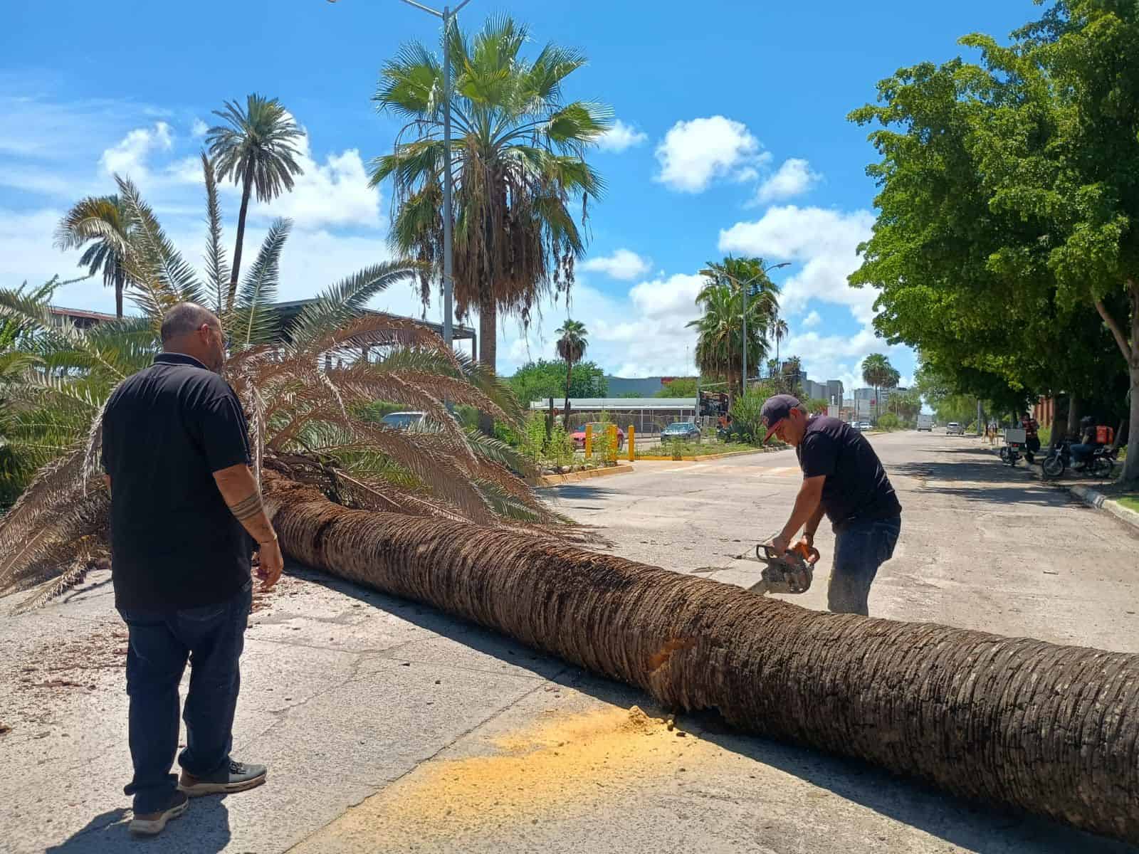 Cae palma e interrumpe circulación frente al Parque Sinaloa en Los Mochis Cae palma e interrumpe circulación frente al Parque Sinaloa en Los Mochis