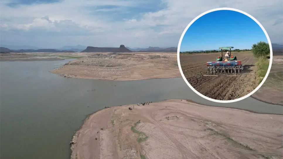 FOTO: ¿Cómo se perfila el ciclo agrícola 2025-2026 en Sinaloa con el 33.9% de agua en las presas?