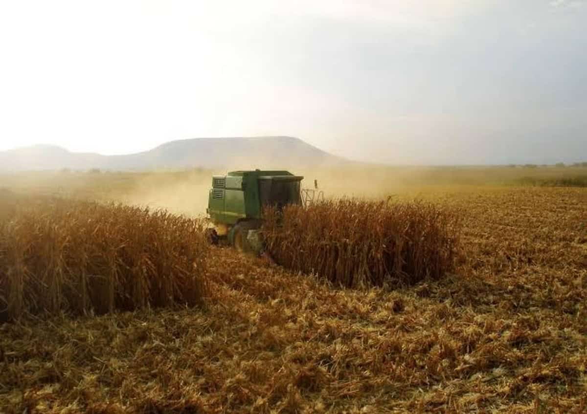 Productores listos para un ciclo agrícola 2025-2026 en Sinaloa