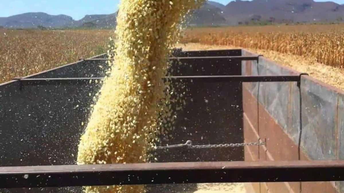Inicia cosecha de maíz en Estados Unidos