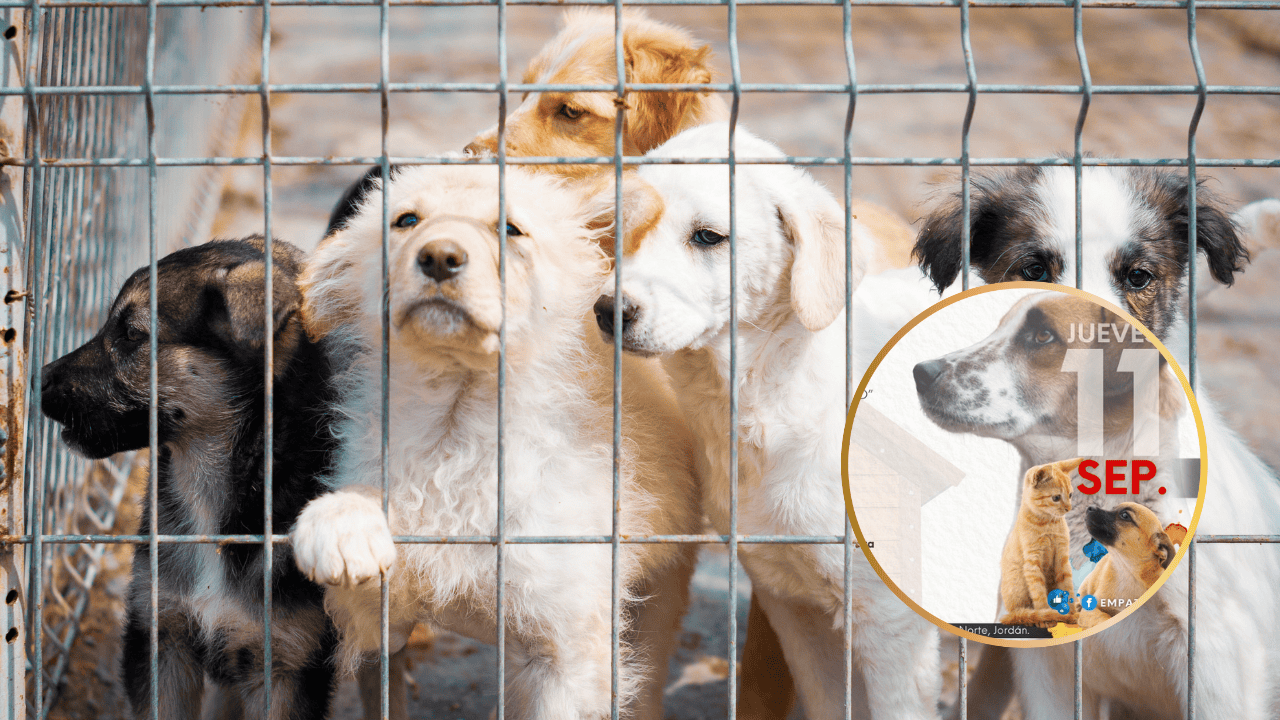 Croquetiza 2025 en Los Mochis: música, arte y croquetas para ayudar a perritos en abandono Croquetiza 2025 en Los Mochis: música, arte y croquetas para ayudar a perritos en abandono