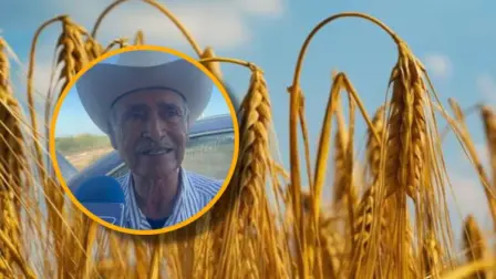 Productores de trigo en Ahome exigen apertura de ventanillas: llevan casi cinco meses sin pago