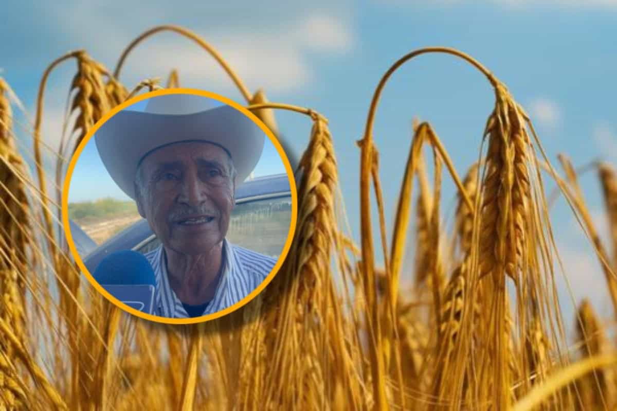 Productores de trigo en Ahome exigen apertura de ventanillas: llevan casi cinco meses sin pago