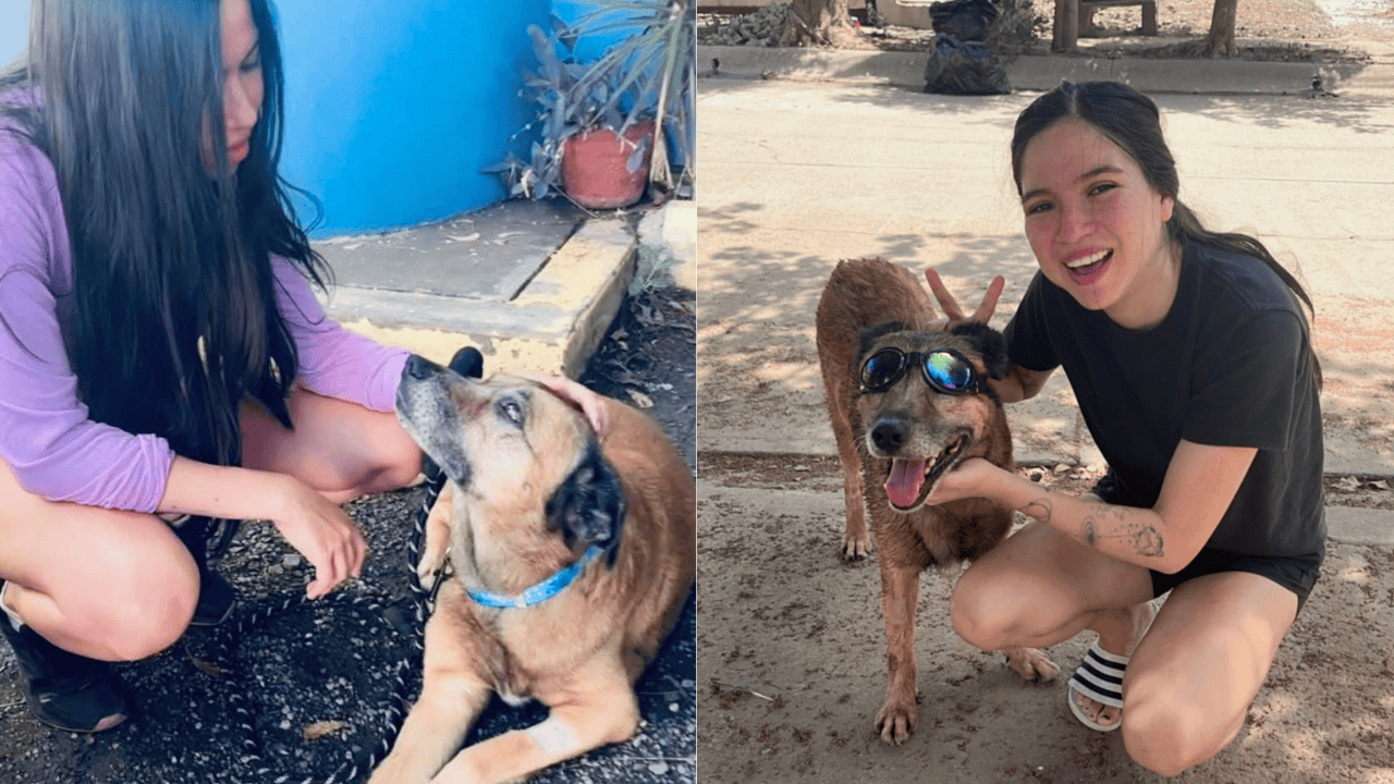 Fallece Osito, el perrito rescatado tras agresión en Mazatlán Fallece Osito, el perrito rescatado tras agresión en Mazatlán