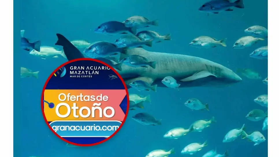 Aprovecha los grandes descuentos toda la semana