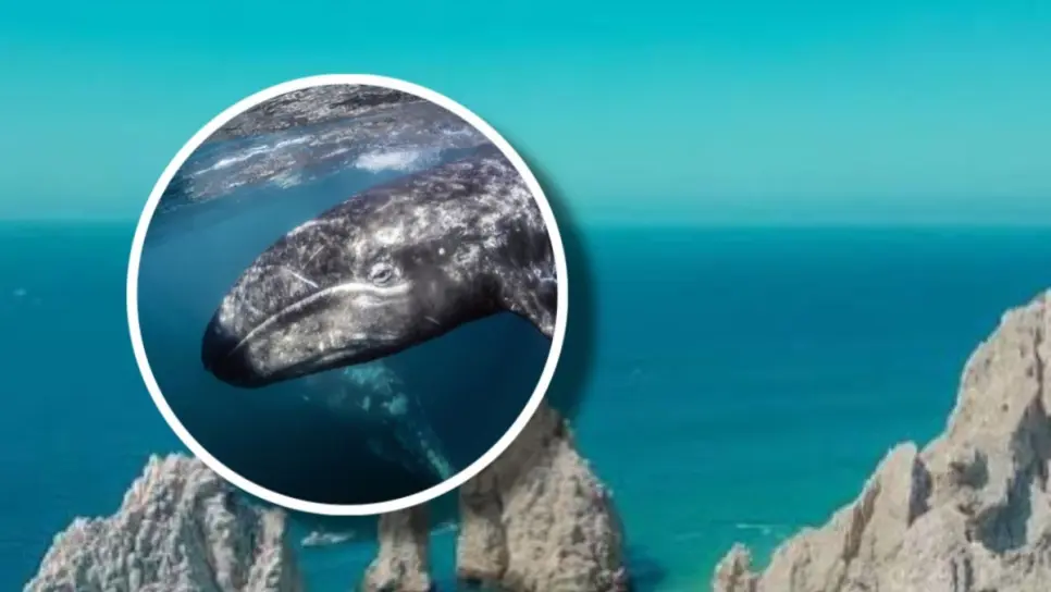 Esta "ballena gigante" se ve desde el cielo en la península de Baja California Esta "ballena gigante" se ve desde el cielo en la península de Baja California