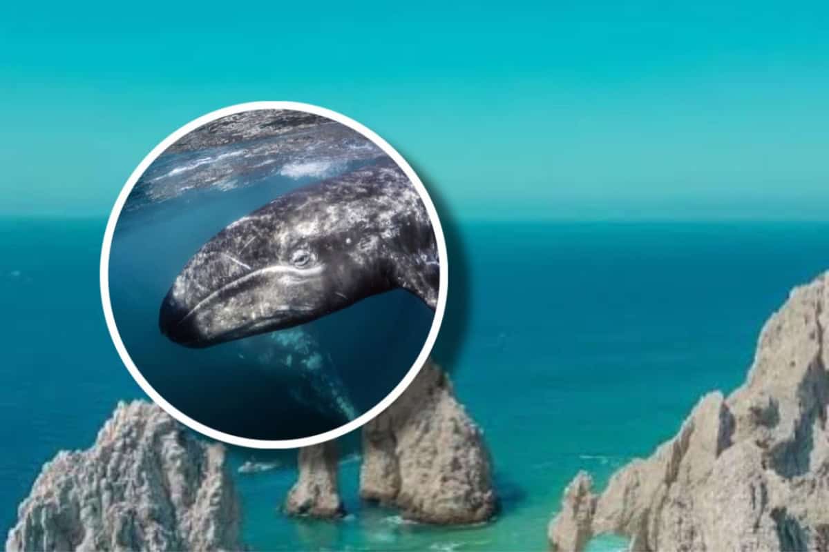 Esta ballena gigante se ve desde el cielo en la península de Baja California