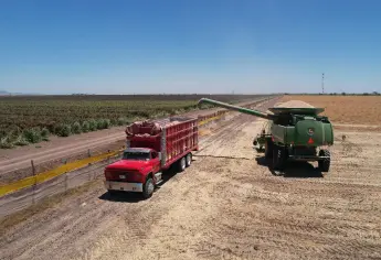 Sembrar en el ciclo agrícola 2025-2026 será 40 % más caro en Sinaloa