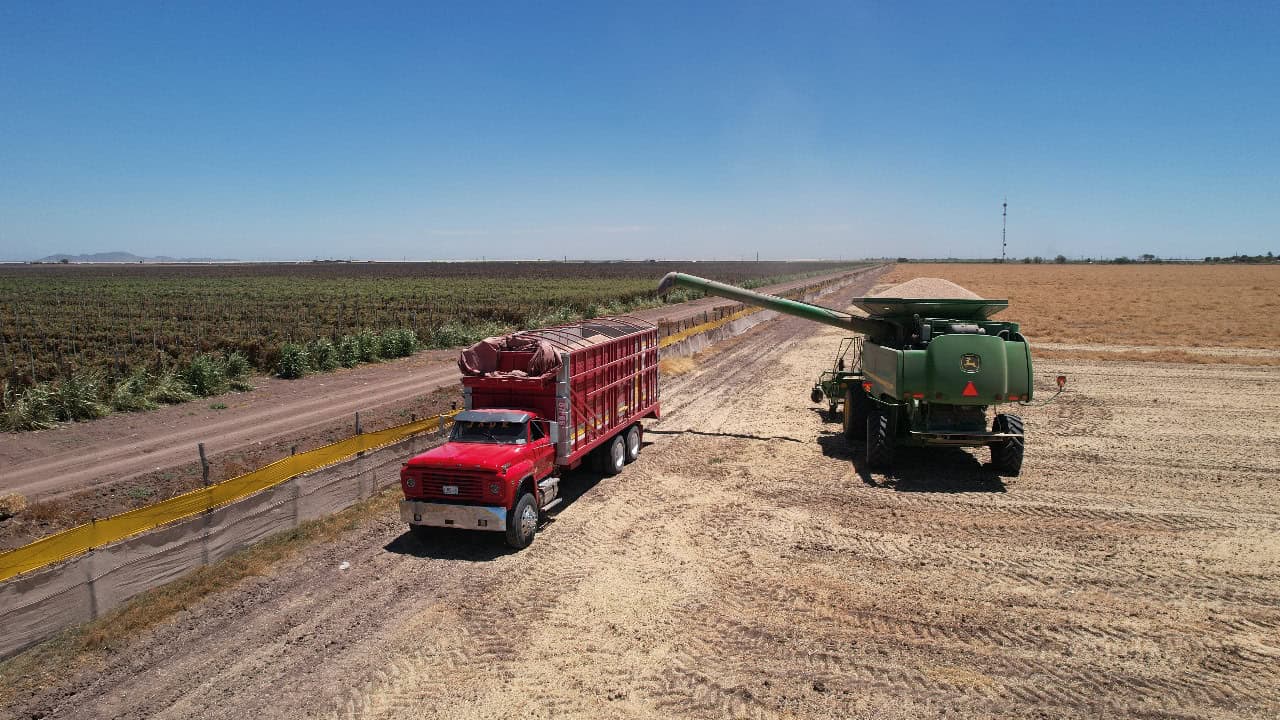 Sembrar en el ciclo agrícola 2025-2026 será 40 % más caro en Sinaloa