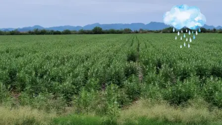 Lluvias reactivan cultivos de ajonjolí, cacahuate y sorgo en Sinaloa