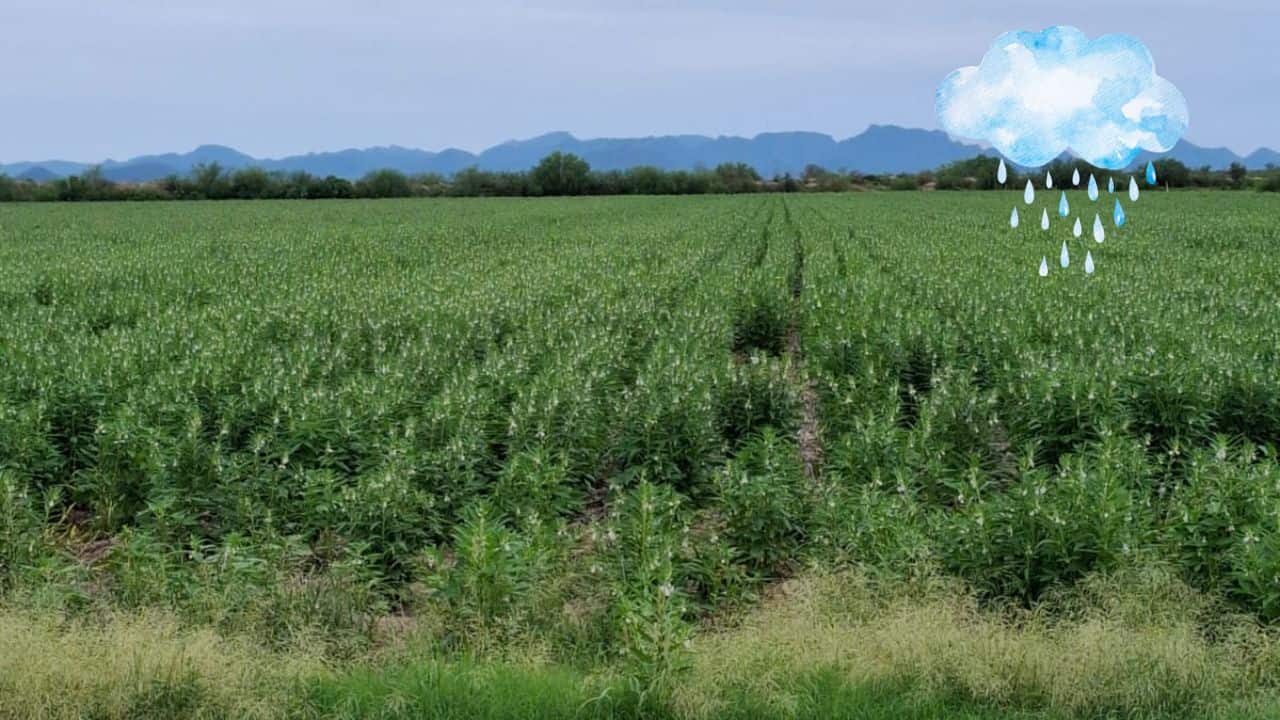 Lluvias reactivan cultivos de ajonjolí, cacahuate y sorgo en Sinaloa