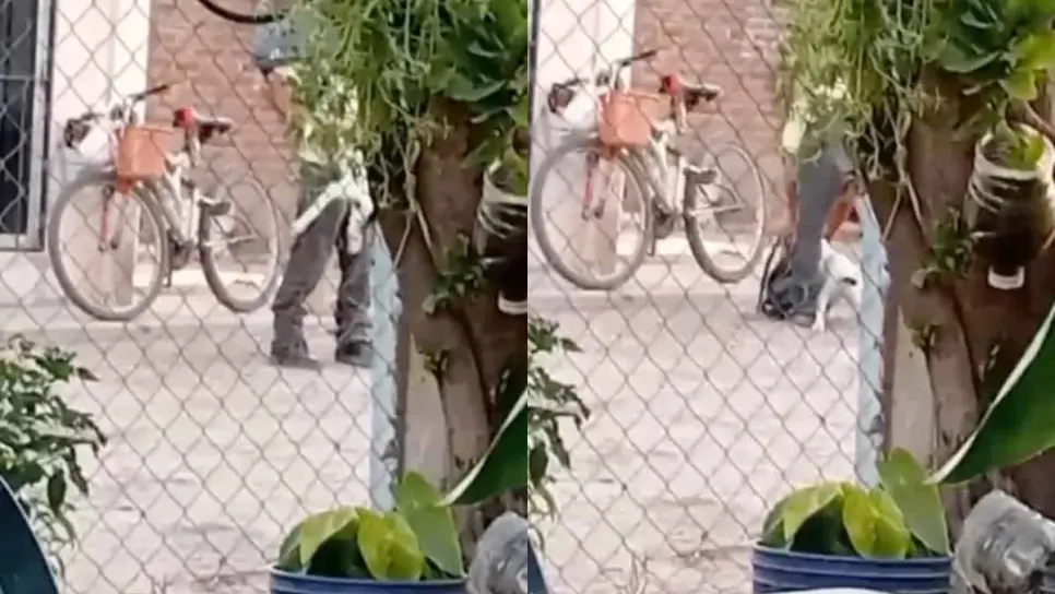 FOTO: Denuncian maltrato animal en el Ejido Primero de Mayo, Ahome