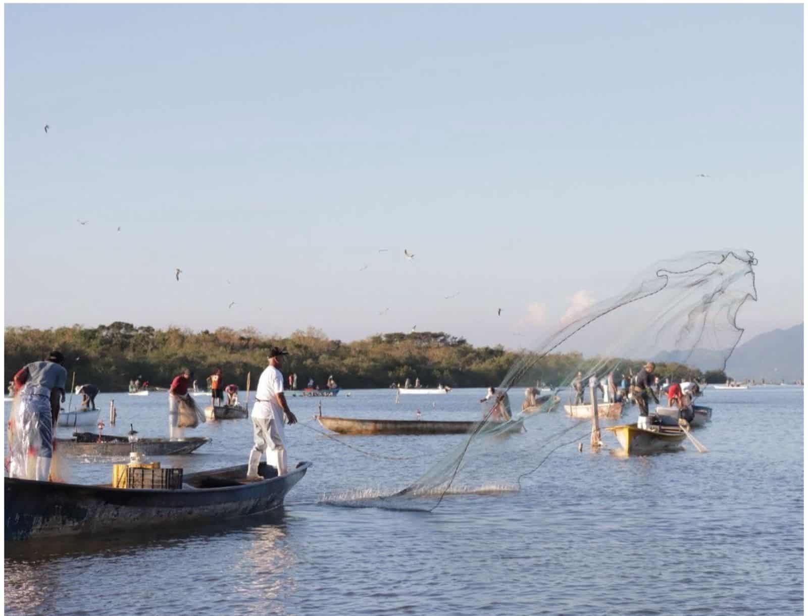 Pescadores del sur de Sinaloa se autovedan: camarón demasiado pequeño