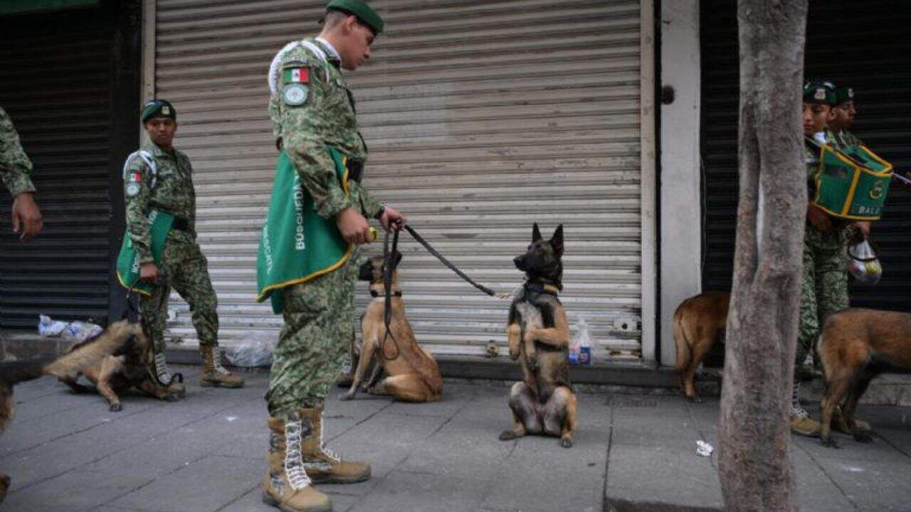 Perritos rescatistas roban miradas en el Desfile Militar 2025 | FOTOS