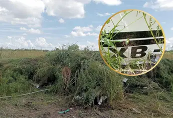 Muere piloto de avioneta fumigadora tras desplome en Estación Naranjo, Sinaloa