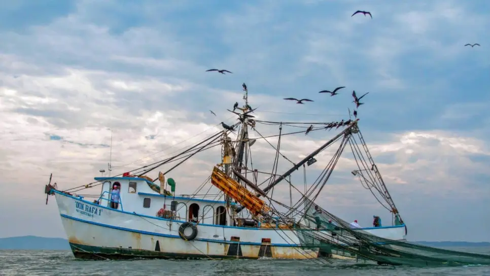 El objetivo principal de las vedas es proteger el periodo de reproducción, reclutamiento y crecimiento de las especies marinas. FOTO: Luz Noticias.