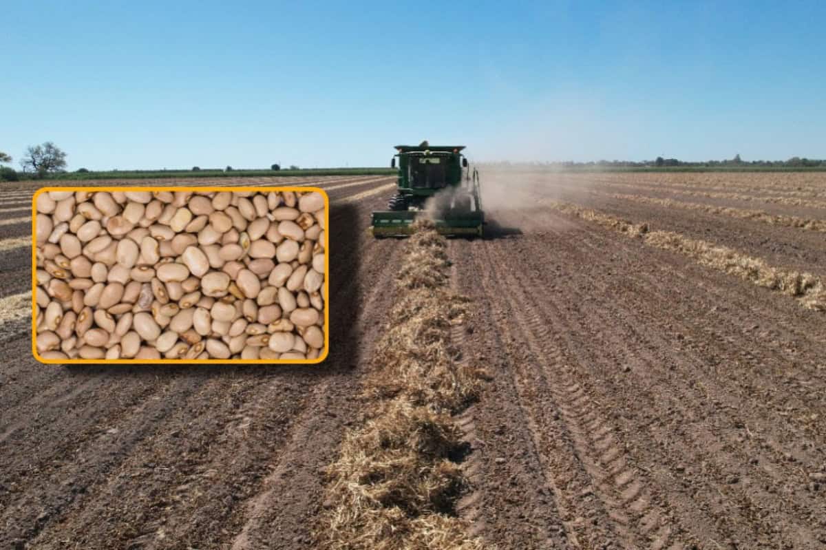 Nayarit pone ejemplo nacional en producción de frijol; piden replicar modelo en Sinaloa