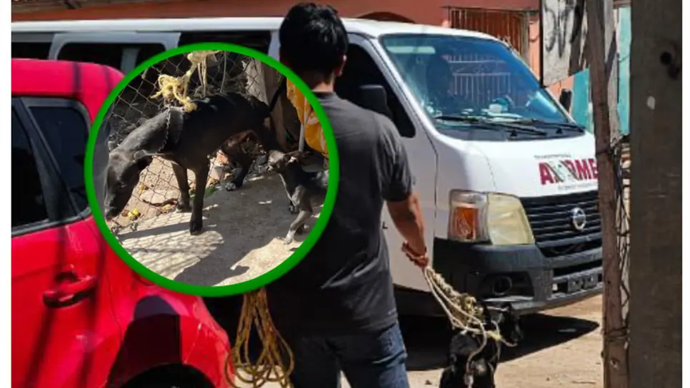 El perrito será dado en adopción