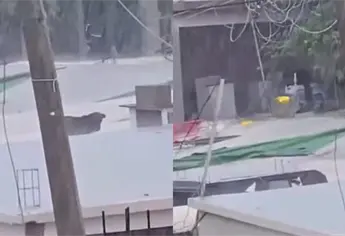 Denuncian maltrato animal en Topolobampo: perro permanece en el techo bajo sol y lluvia