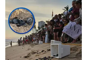 Liberación de tortugas en Mazatlán; ¿Cuándo y cómo vivir esta experiencia?
