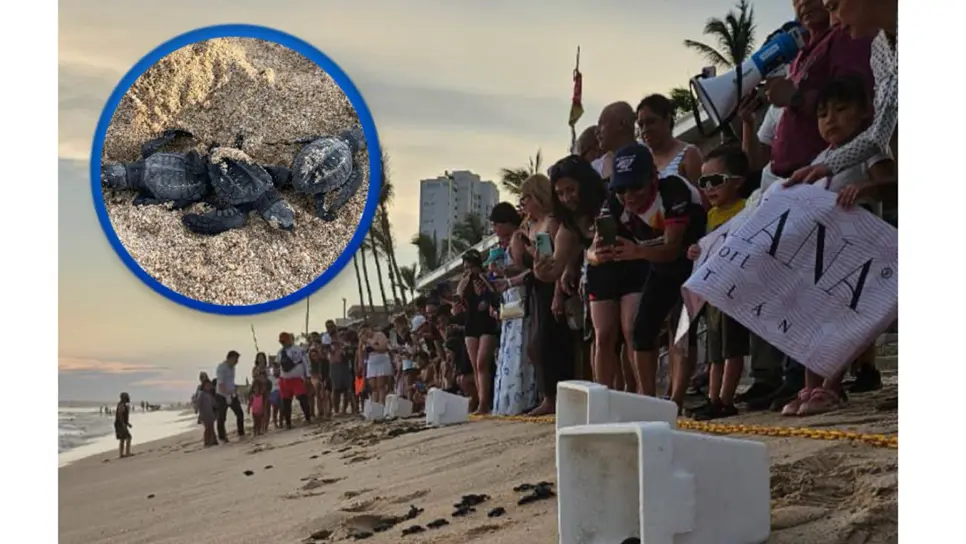 Liberación de tortugas en Mazatlán; ¿Cuándo y cómo vivir esta experiencia?