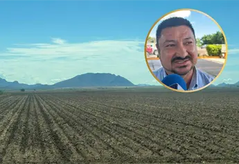 Productores del Valle del Fuerte buscarán sembrar toda la superficie en 2025-2026