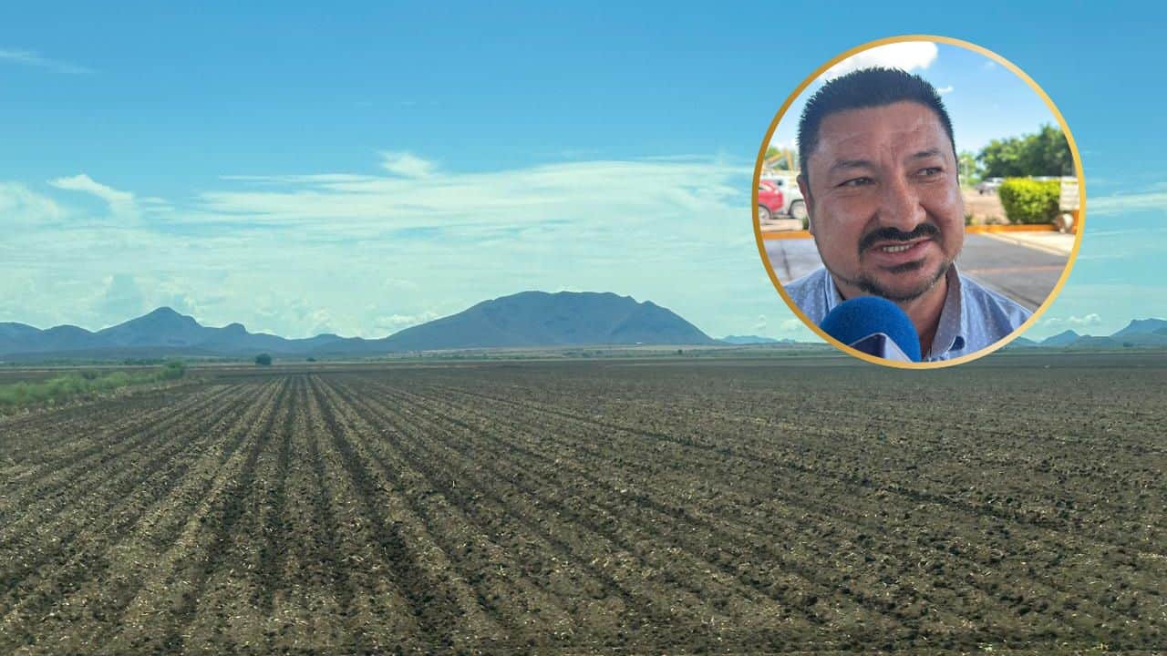 Productores del Valle del Fuerte buscarán sembrar toda la superficie en 2025-2026