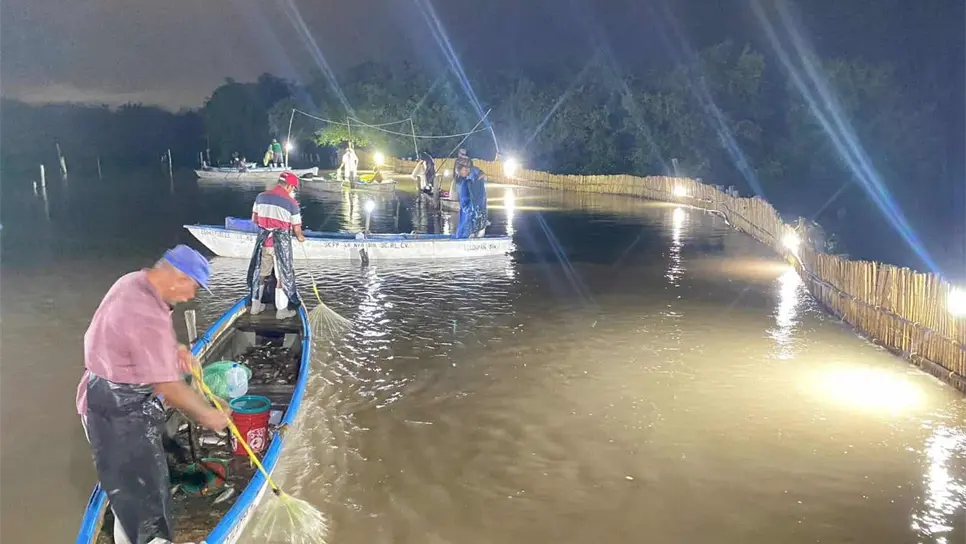 Los pescadores reportaron bajas capturas de camarón. (FOTO: Cortesía).