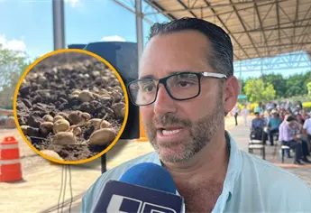 Productores de papa en Sinaloa denuncian que industria incumplió contratos y regresó volúmenes