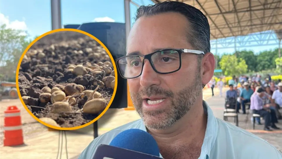 Productores de papa en Sinaloa denuncian que industria incumplió contratos y regresó volúmenes