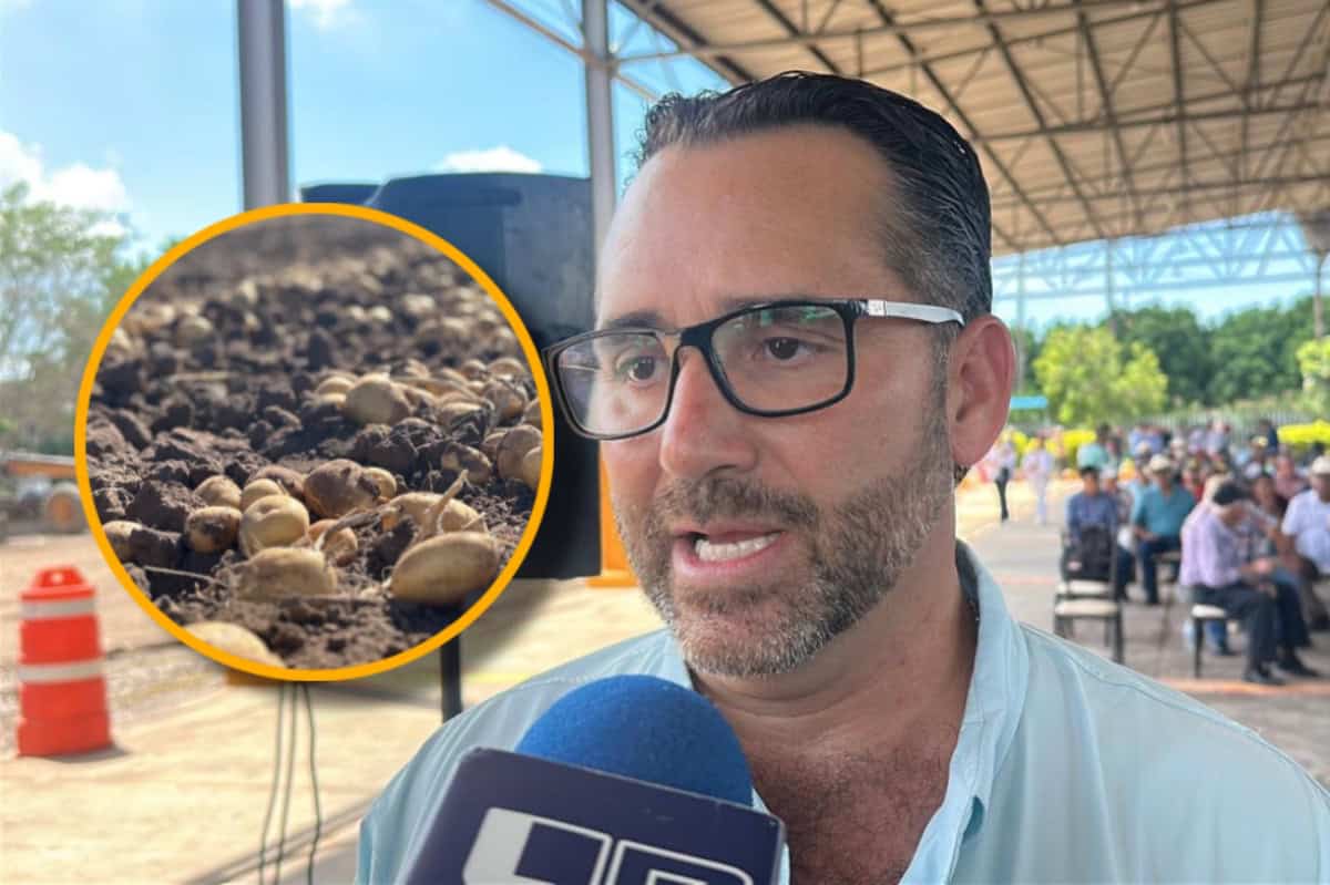 Productores de papa en Sinaloa denuncian que industria incumplió contratos y regresó volúmenes