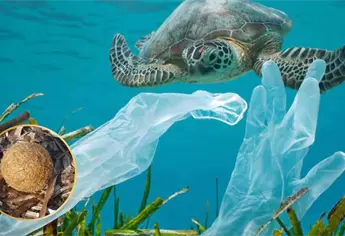 Pelotas de Neptuno: ¿Qué son y por qué se forman en las playas?