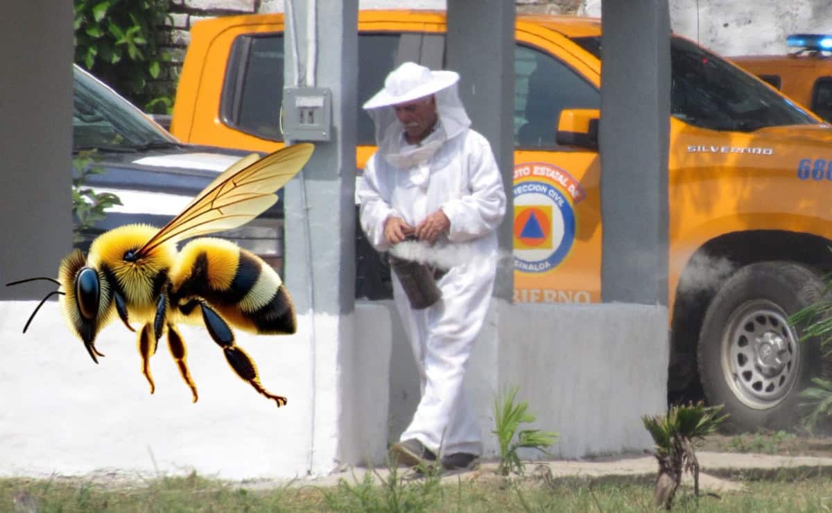 ¡Cuidado con las abejas! Pide Protección Civil estar atentos tras ataques en Mazatlán