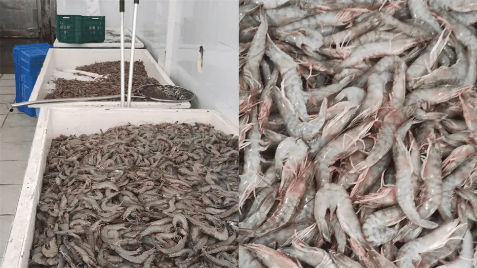 FOTO: Capturas de camarón.