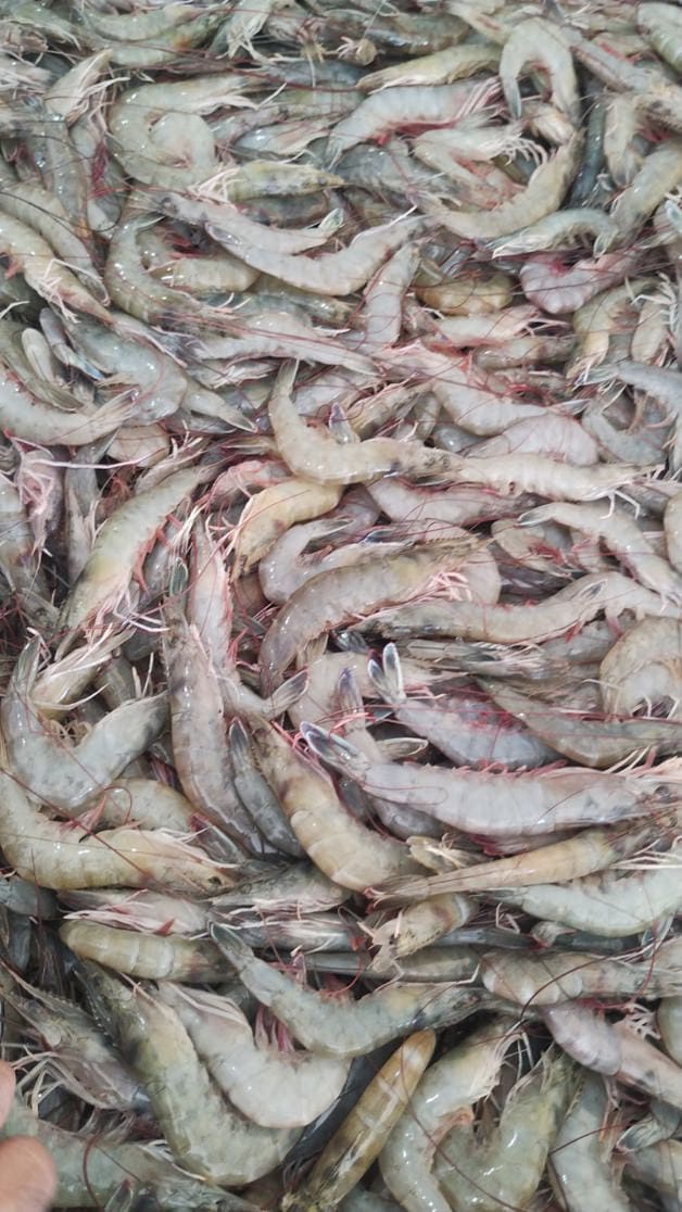 Imagen Placeholder Imagen Placeholder