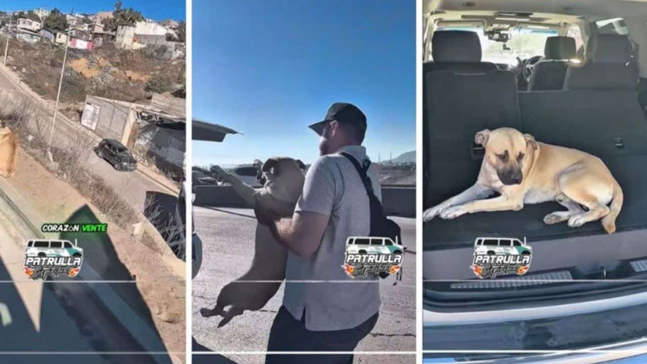 Y es que los integrantes de dicha agrupación al momento de viajar en su camioneta, estos se toparon con un perrito el cual se encontraba abandonado a la orilla de la carretera y con el riesgo de ser atropellado por los vehículos
