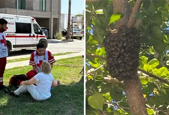 Picaduras de abeja: ¿Qué tan graves pueden ser y cuántas pueden matar?