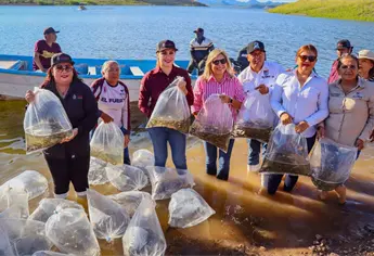 Así se repueblan con tilapia las presas Miguel Hidalgo y Huites para salvar la pesca