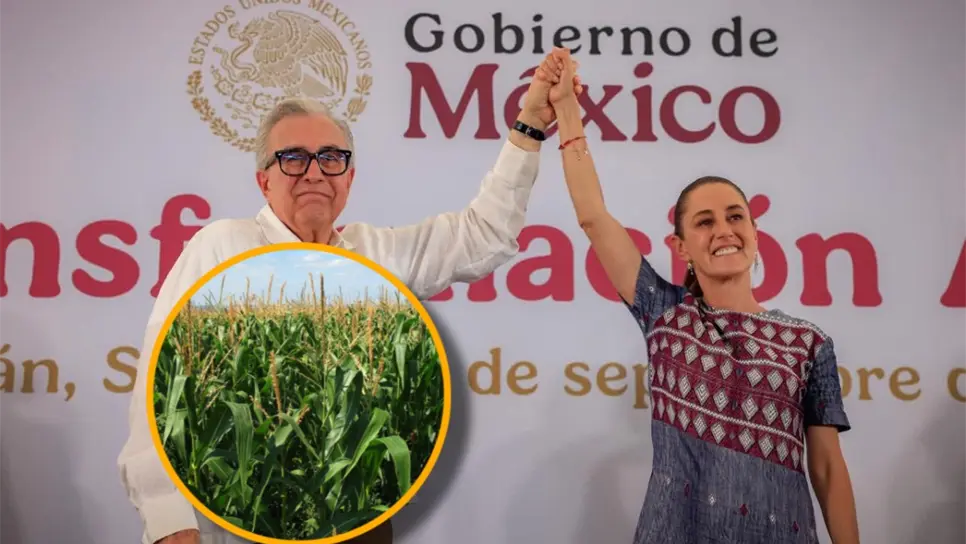 En su visita por Sinaloa, Claudia Sheinbaum, promete garantizar precio justo del maíz en 2026