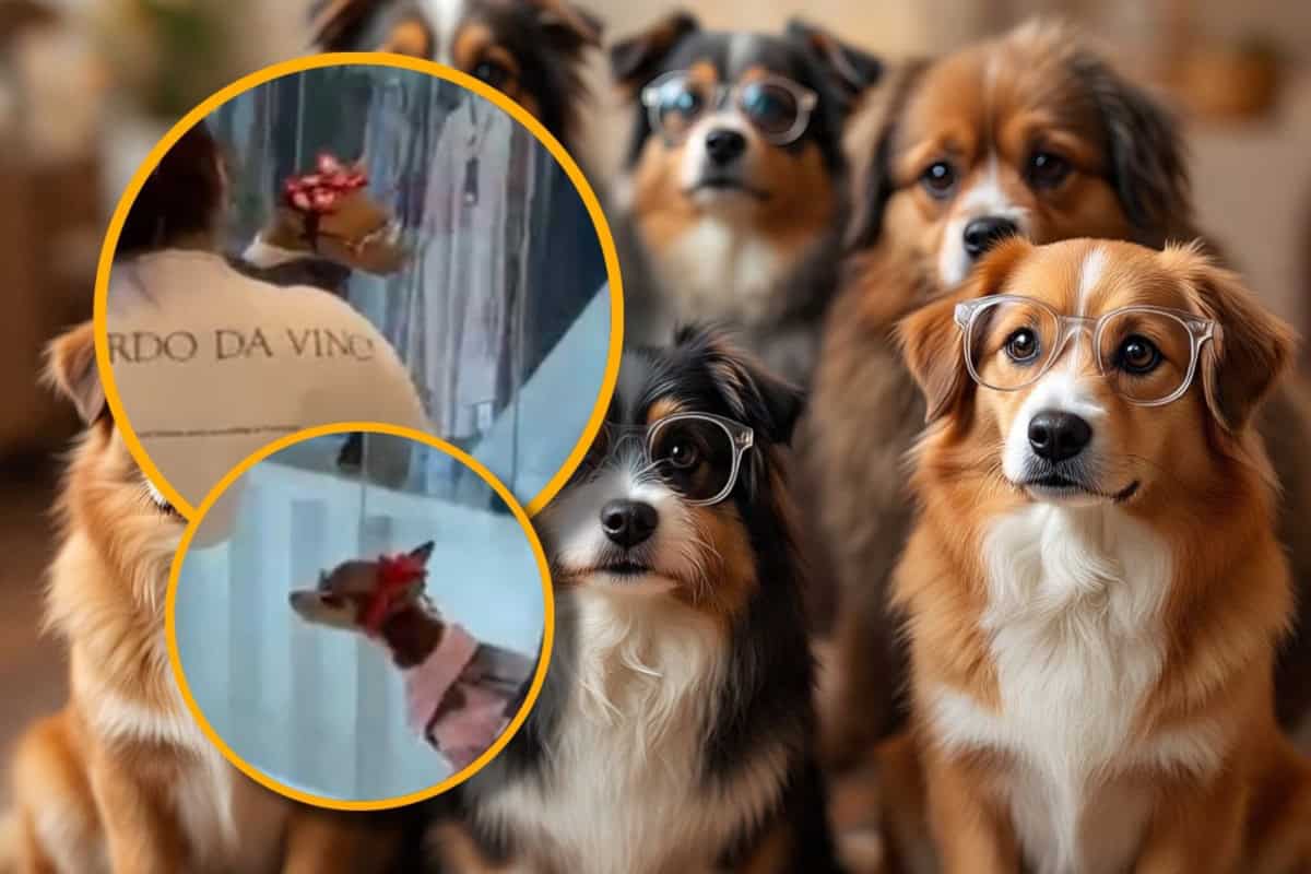 ¿Perritos con miopía en Culiacán? Mascotas con lentes se pasean en esta plaza de la ciudad | FOTOS