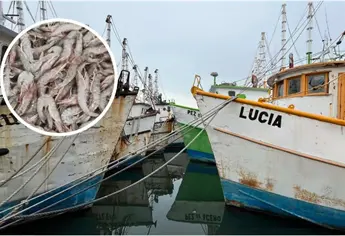 Ni el 50% de la flota camaronera de Mazatlán saldrá a pescar esta temporada: Capitanía de Puerto 