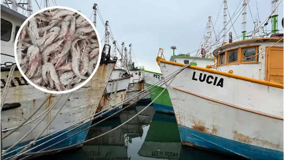 FOTO: Ni el 50% de la flota camaronera de Mazatlán saldrá a pescar esta temporada: Capitanía de Puerto 