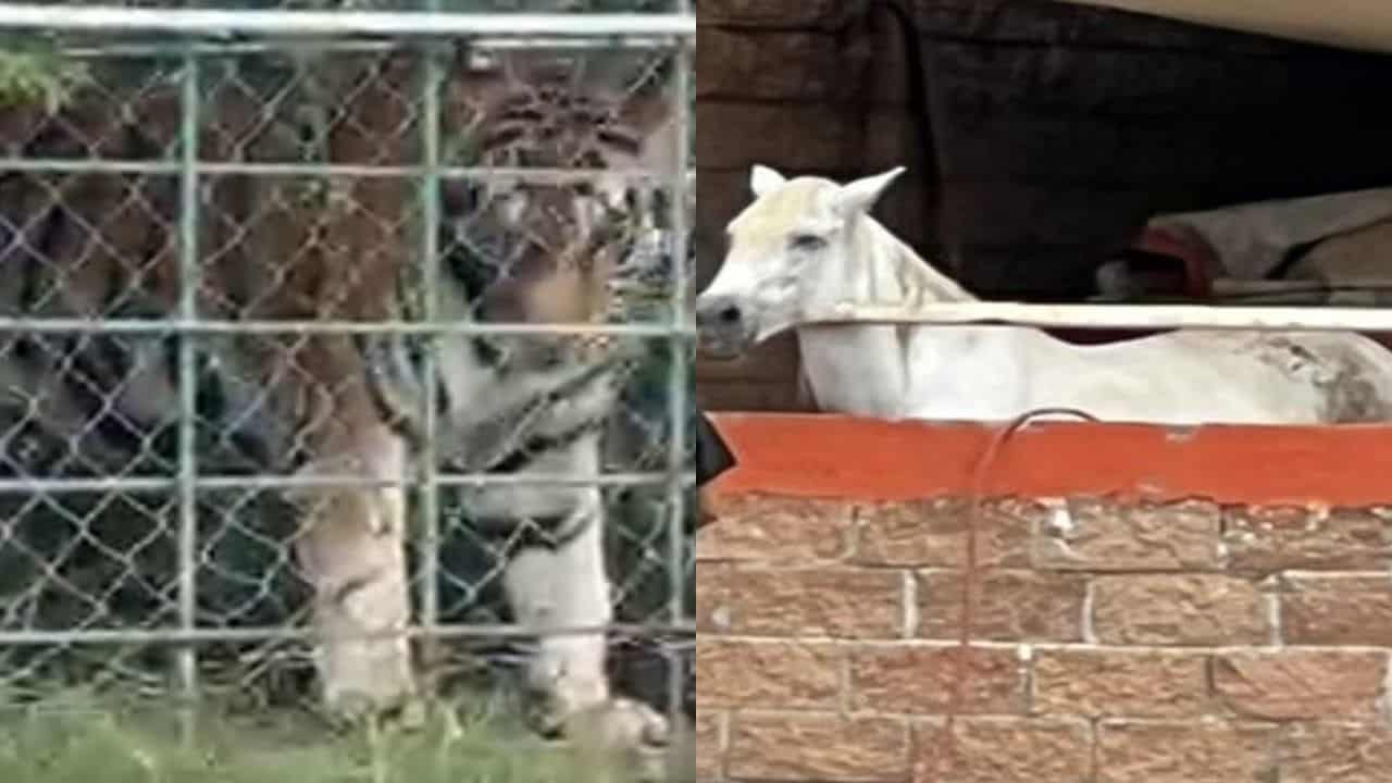 Aseguran dos tigres de bengala y dos caballos en un rancho, en Culiacán