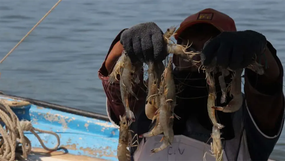 Las pangas llegan hasta con 90 kilos de camarón en arranque de temporada