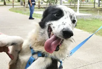 Wacko, el perrito que venció al cáncer y volvió a casa con una nueva oportunidad de vida en Mazatlán