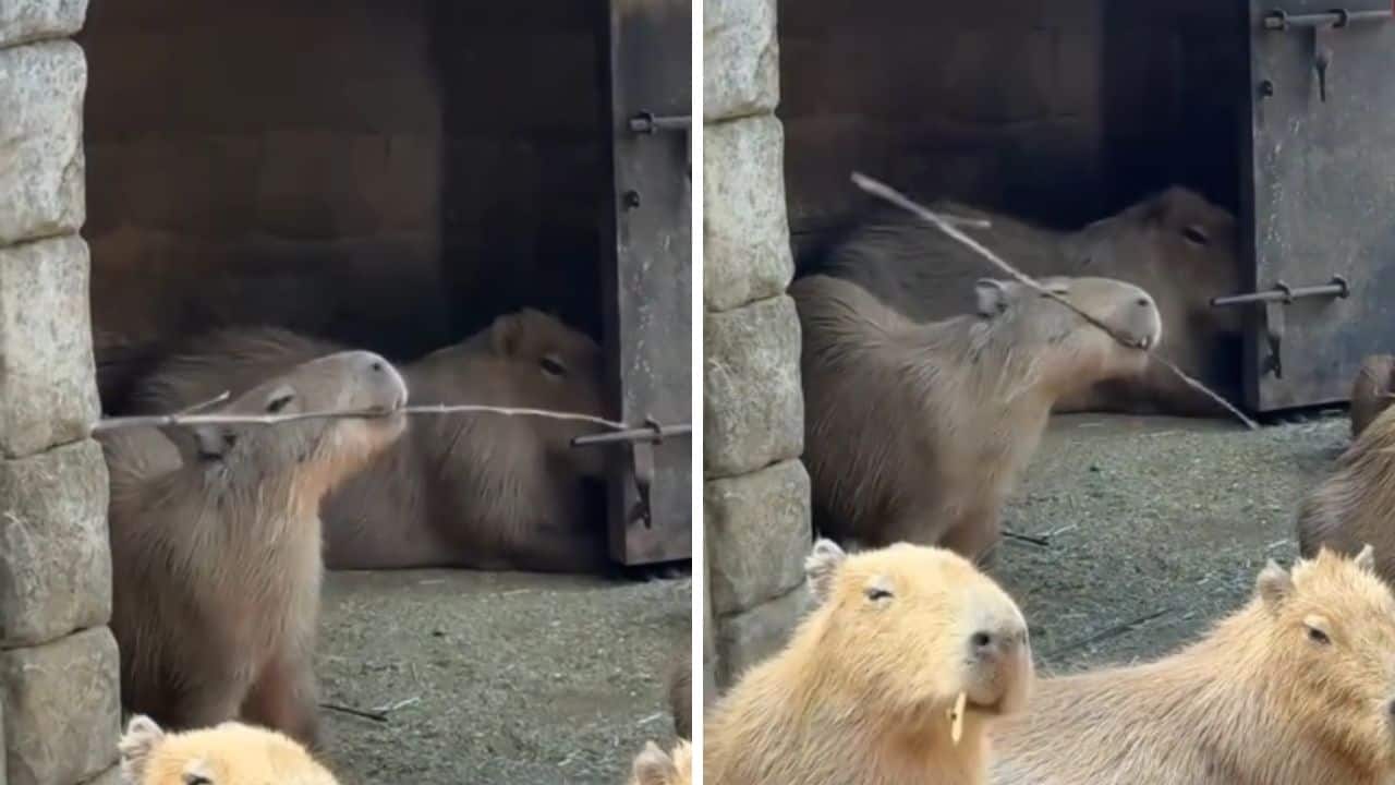Su actitud y destreza le valieron comparaciones inmediatas con la famosa saga de películas Kung-fu Panda, aunque en esta ocasión, los usuarios lo bautizaron como el “Kung-fu Capibara” con su “rama voladora”