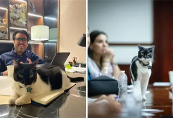 Conoce a Cruella, la gatita que acaparó las miradas en Cabildo de Culiacán