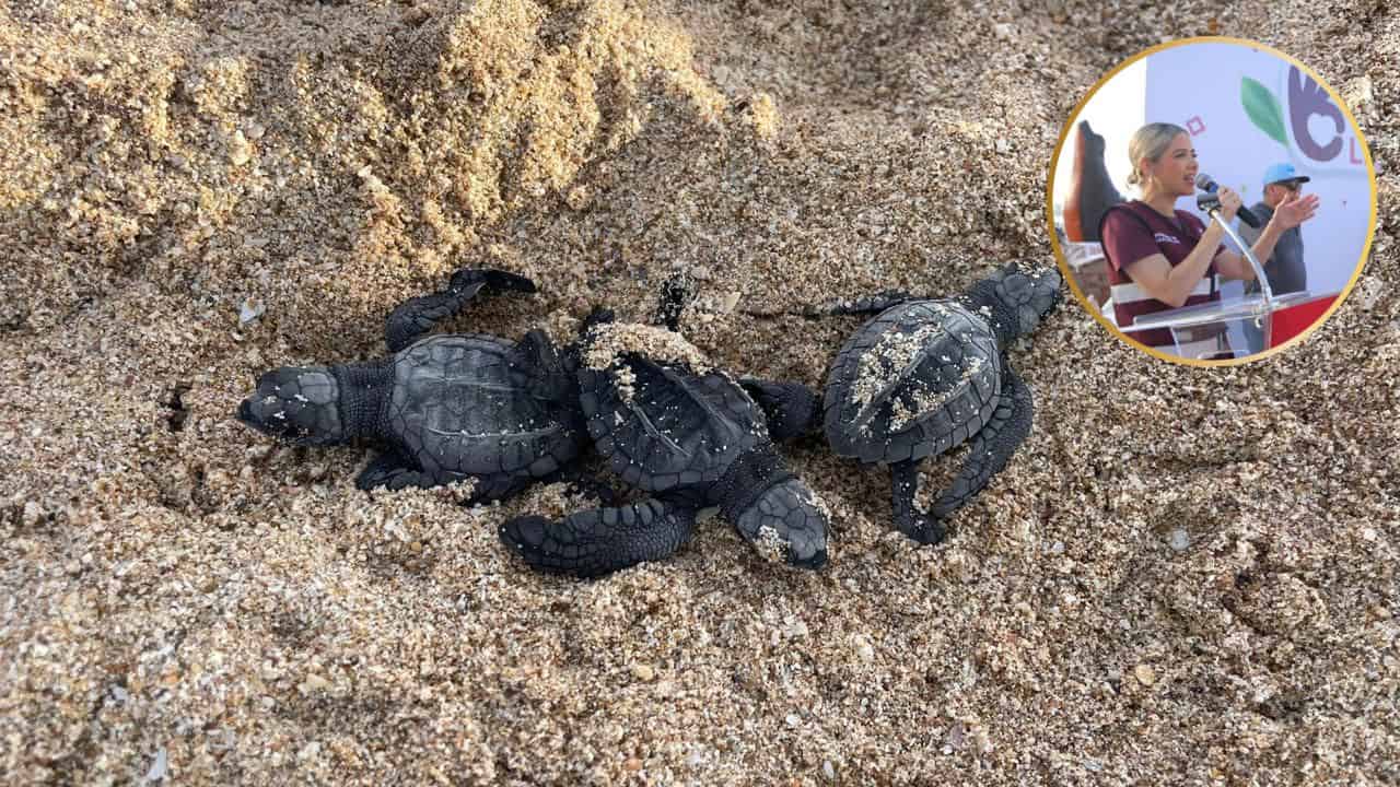 ¿Quieres liberar tortugas? El gobierno de Mazatlán tendrá jornada junto a niños del CRIT