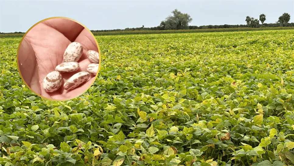 FOTO: La empresa plantea pagar hasta 2 pesos por encima del precio nacional de referencia.